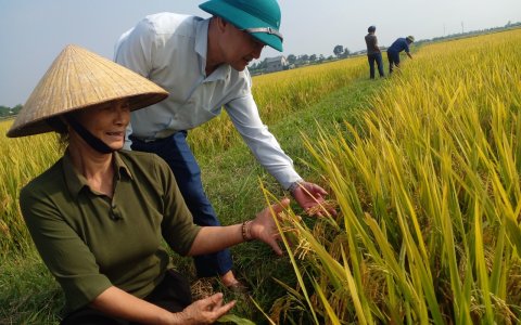 Thăm đồng đánh giá năng xuất cây lúa vụ chiêm xuân năm 2023 - 2024